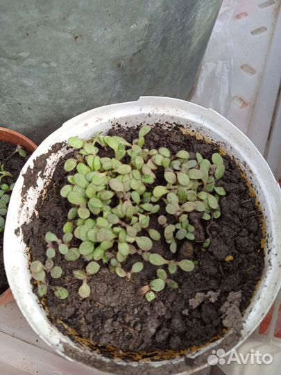 Рассада рудбекии