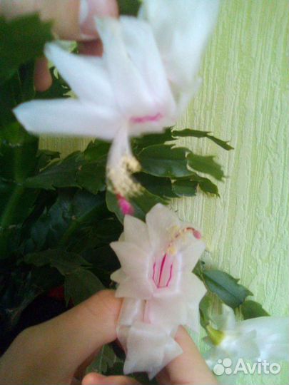 Декабрист жёлтый,белый,красный,розовый,оранжевый