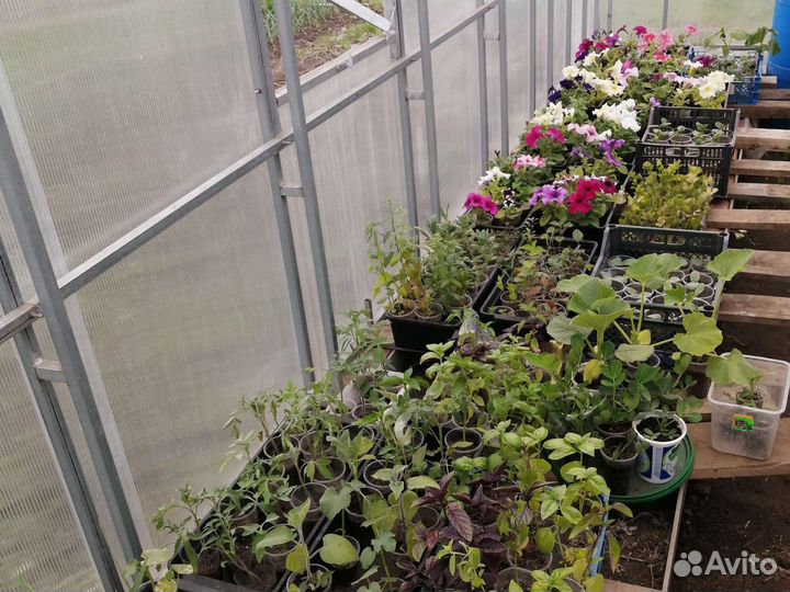 Рассада овощных, пряно-аромат.и лекарствен.культур