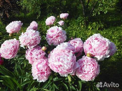 Пионы 13 сортов