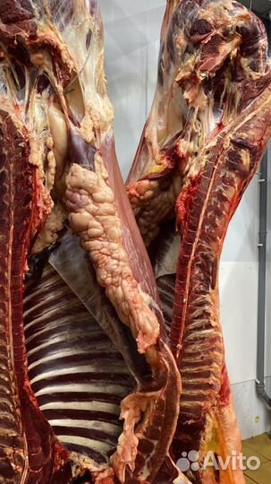 Продам мясо конина