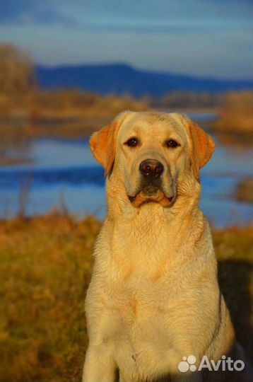 Щенки лабрадора ретривера