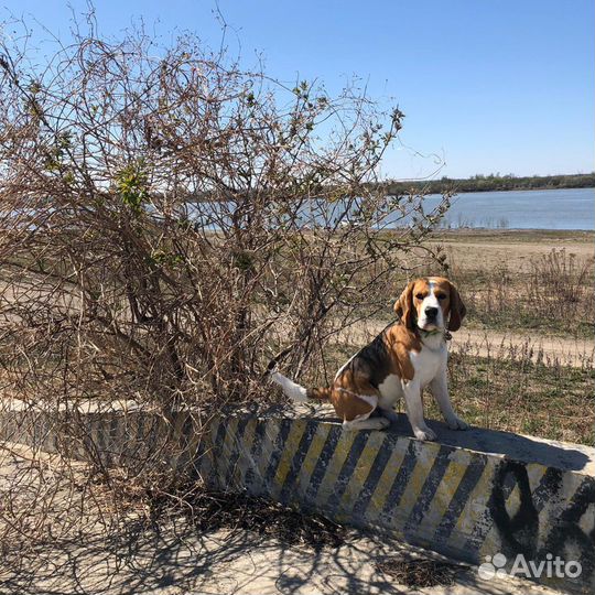 Бигль вязка