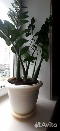 Замиокулькас