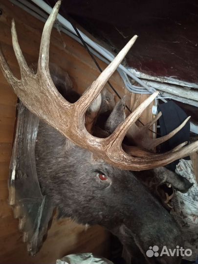 Чучело головы лося