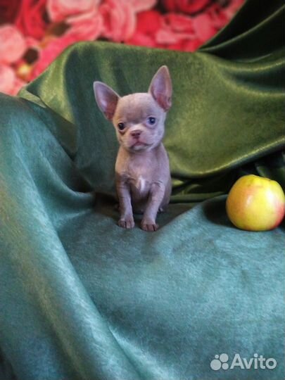 Сиреневые девочки