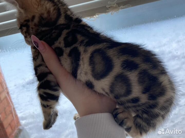Бенгальская кошка