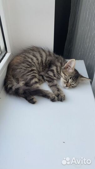 Отдам котенка в добрые руки