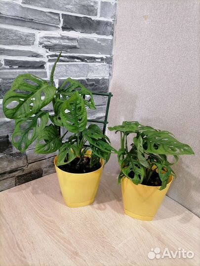 Монстера манки маск