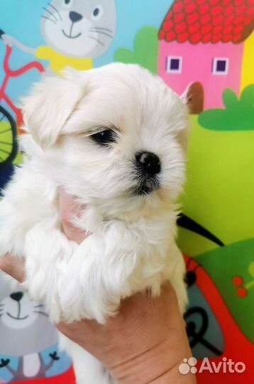 Мальтийская болонка щенки. Мальтезе микро,мини