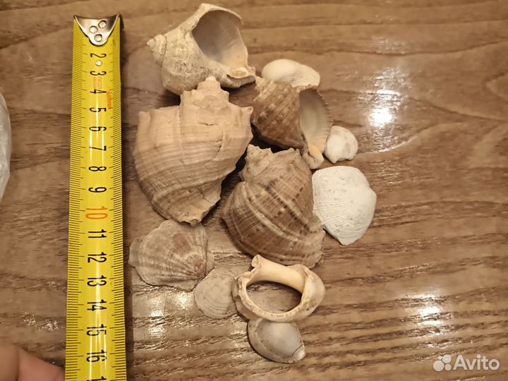 Ракушки морские