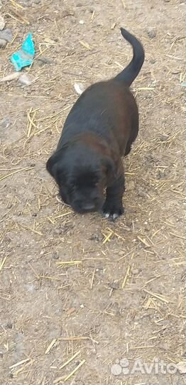 Собака в добрые руки отдам бесплатно