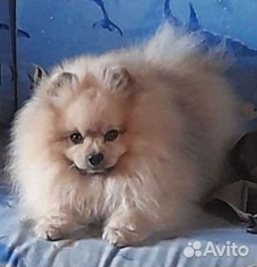 Померанский шпиц