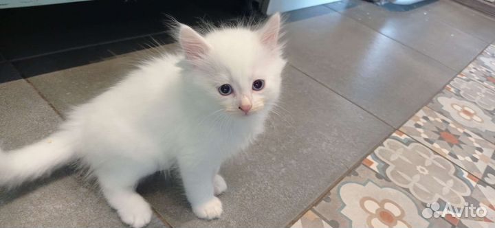 Просто котята