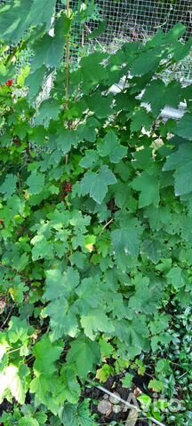 Красная смородина кустарники