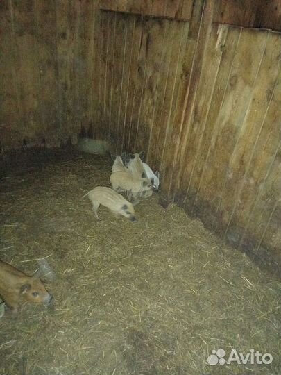 Венгерская мангалица