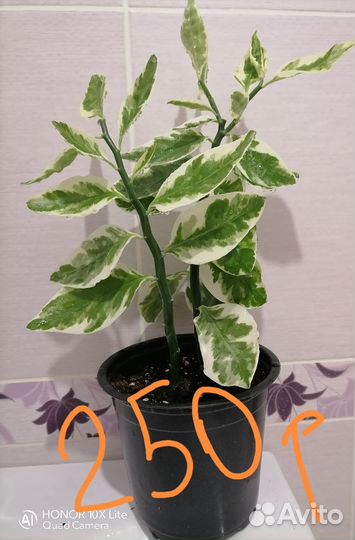 Педилантус