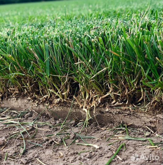 Элитный газон в Сочи. Питомник 'Изумрудный Город'