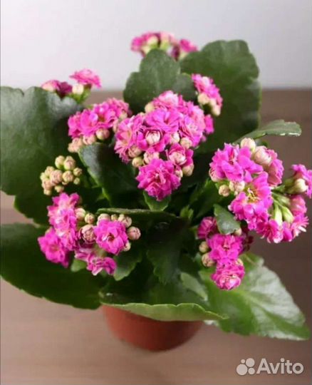 Каланхоэ Каландива цветущие