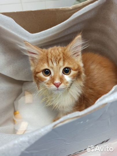 Ветеринарная помощь,вакцинация, эвтаназия