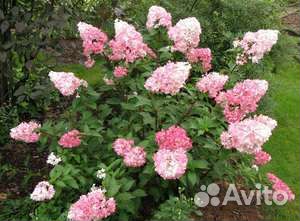 Гортензия метельчатая Ванила Фрайз