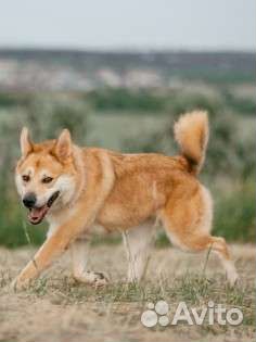 Собака бесплатно