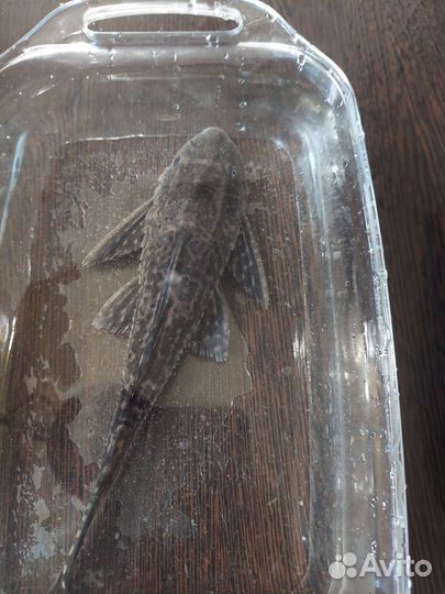 Анциструс сом за 2 т.р