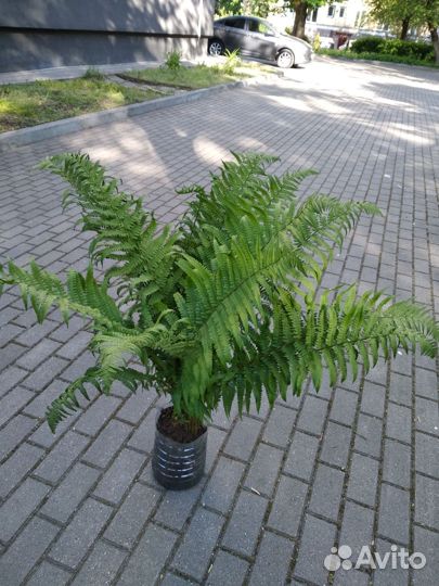 Папоротник, колокольчик