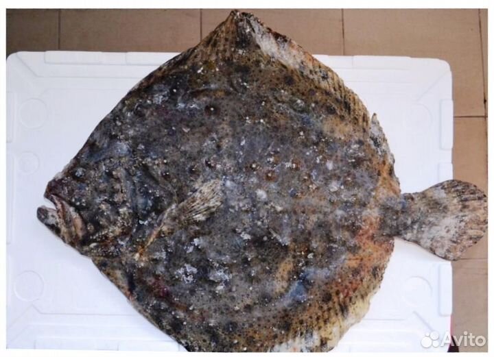 Камбала - калкан черноморская