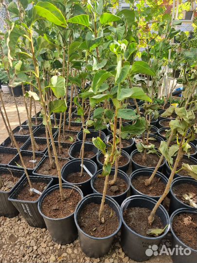 Саженцы сирени Аукубофолия