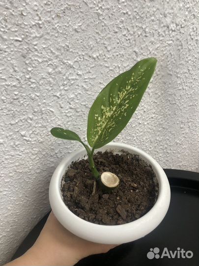 Диффенбахия