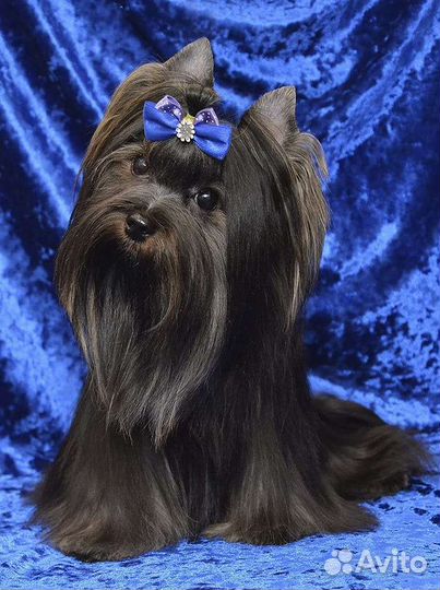 Йоркширский терьер вязка мальчик