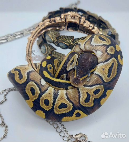 Королевская змея
