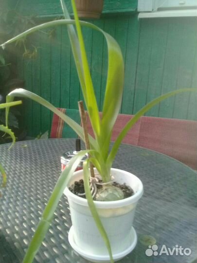 Лук индийский лечебный