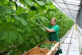 Вахта Тюмень (сбор огурцов)