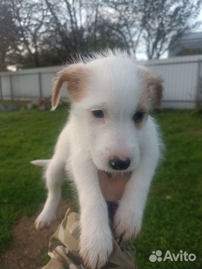 Щенки в добрые руки