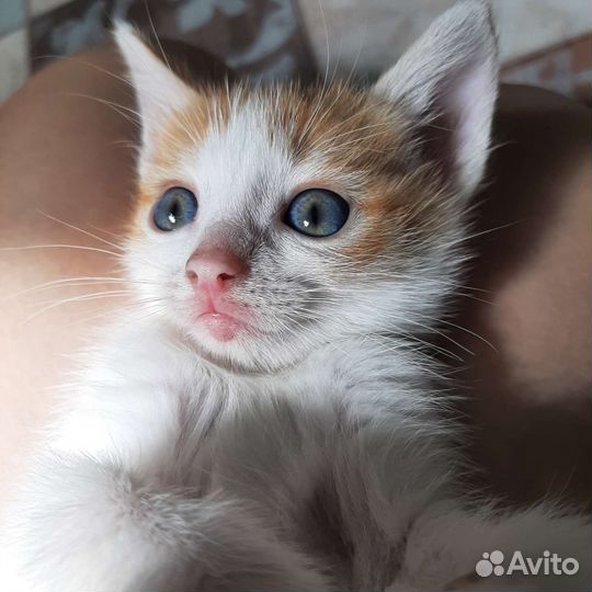 Кошки в добрые руки бесплатно