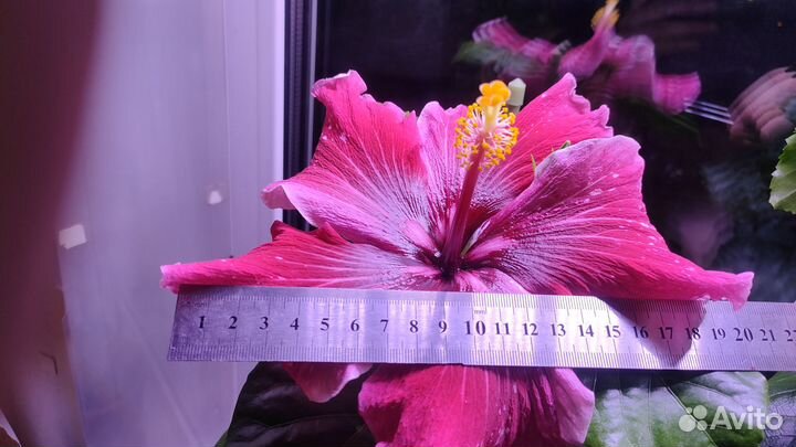 Продаётся укоренный черенок сортового гибискуса
