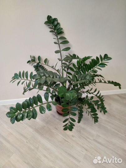 Замиокулькас