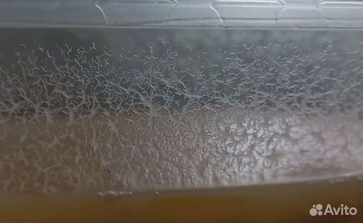 Уксусная угрица - нематода