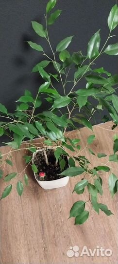 Фикус бенджамина