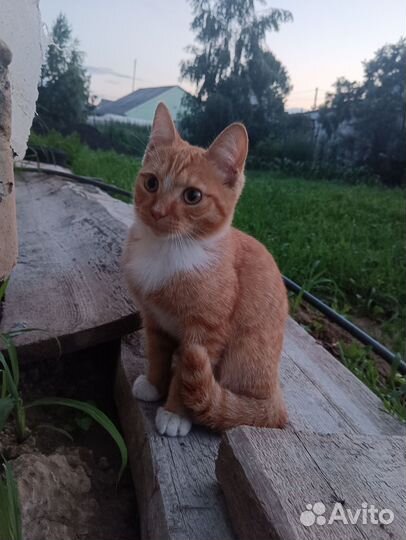 Котёнок в добрые руки