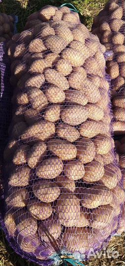 Картофель домашний суздальский район