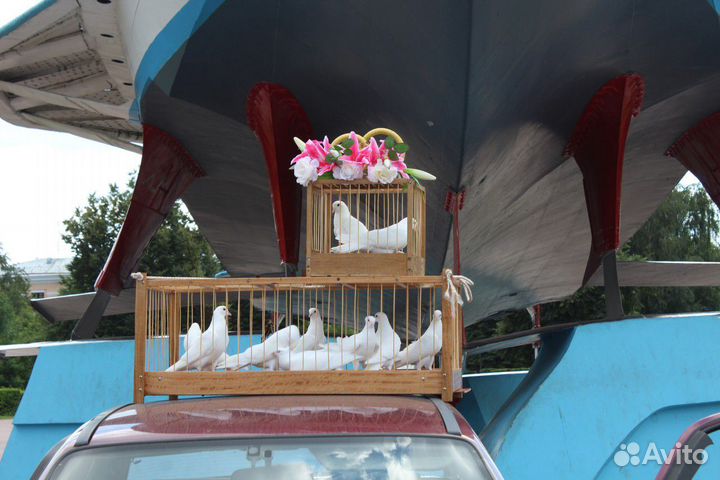 Голуби белые на праздник