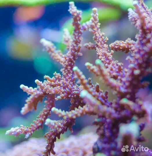 Морской аквариум, рыбки, кораллы с отправкой