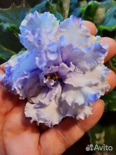 Фиалки (детки )