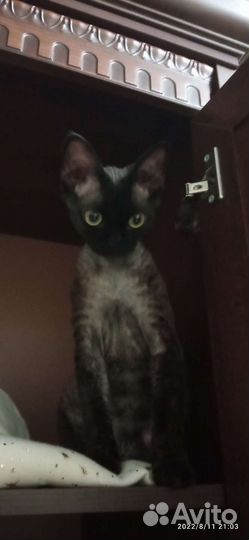 Девон-рекс вязка