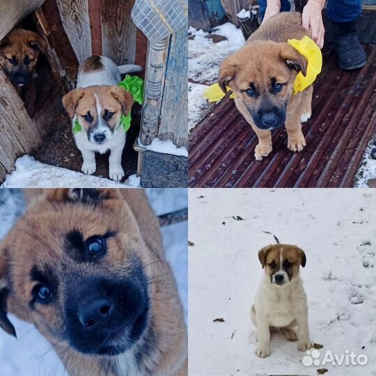 Щенки ищют дом