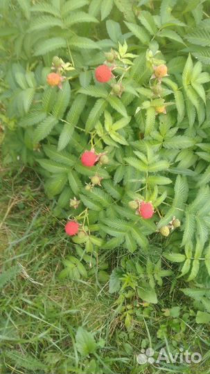 Тибетская малина саженцы