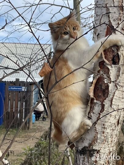 Котята бесплатно